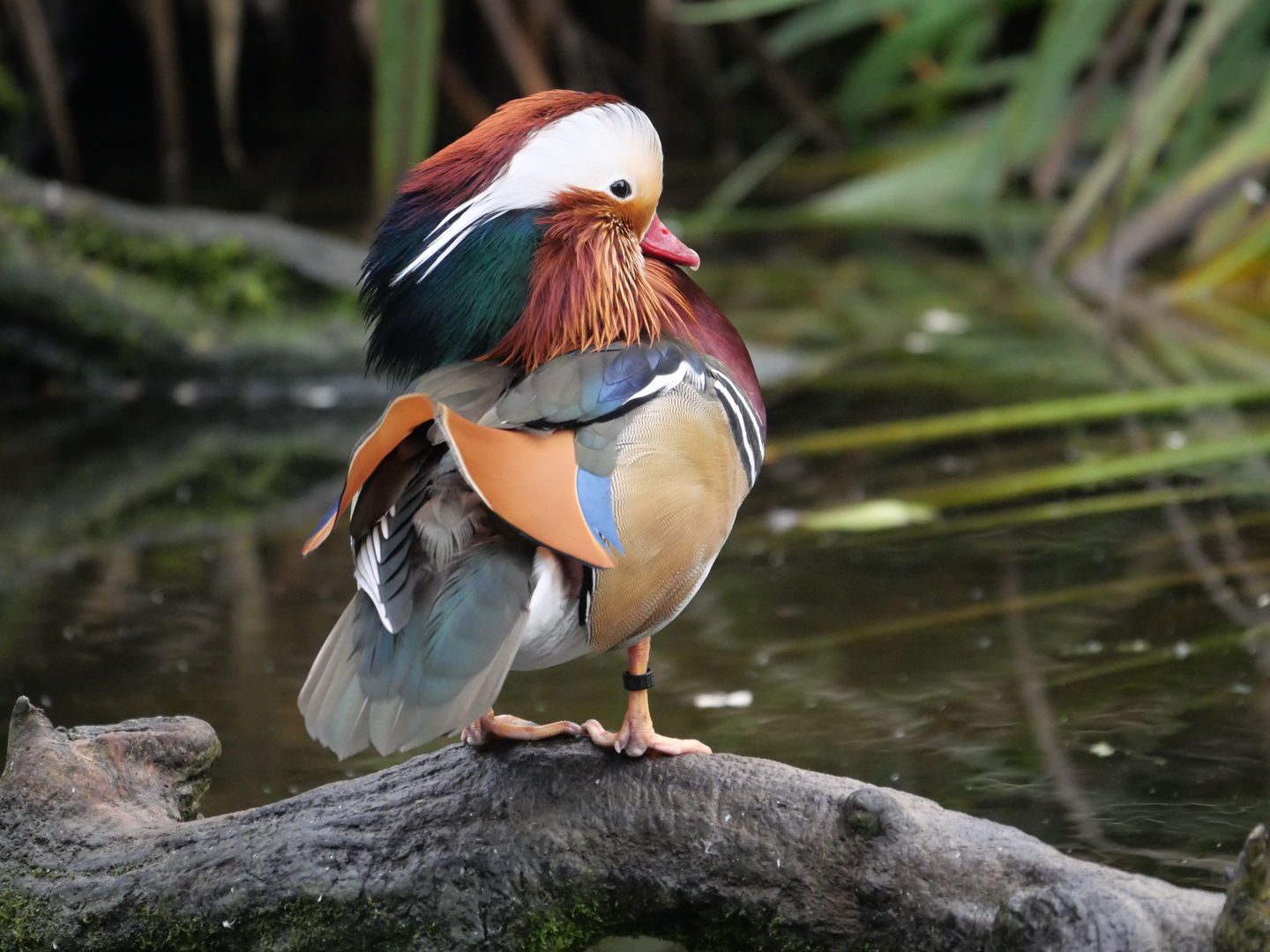 Mandarinente von ihrer Schockoladenseote