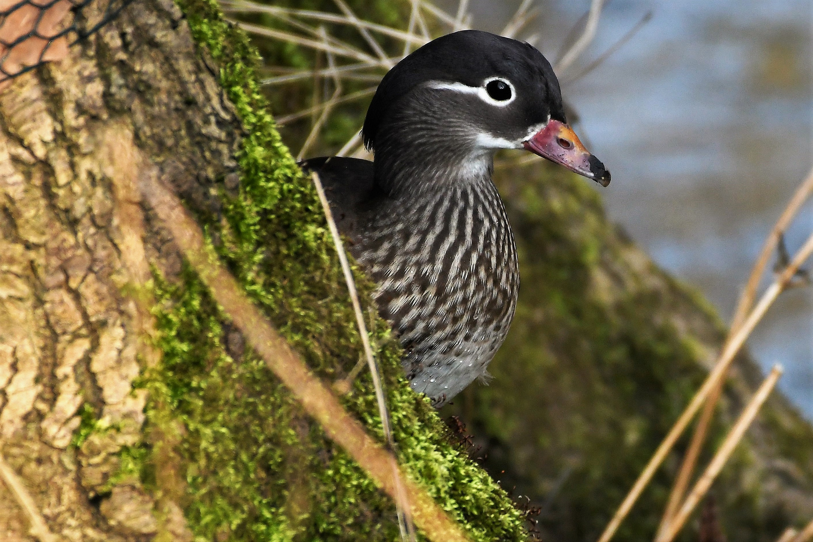  Mandarinente (Weibchen )