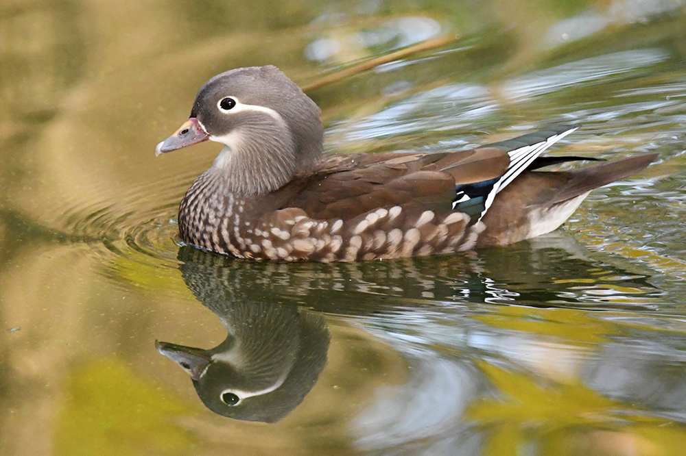 Mandarinente Weibchen