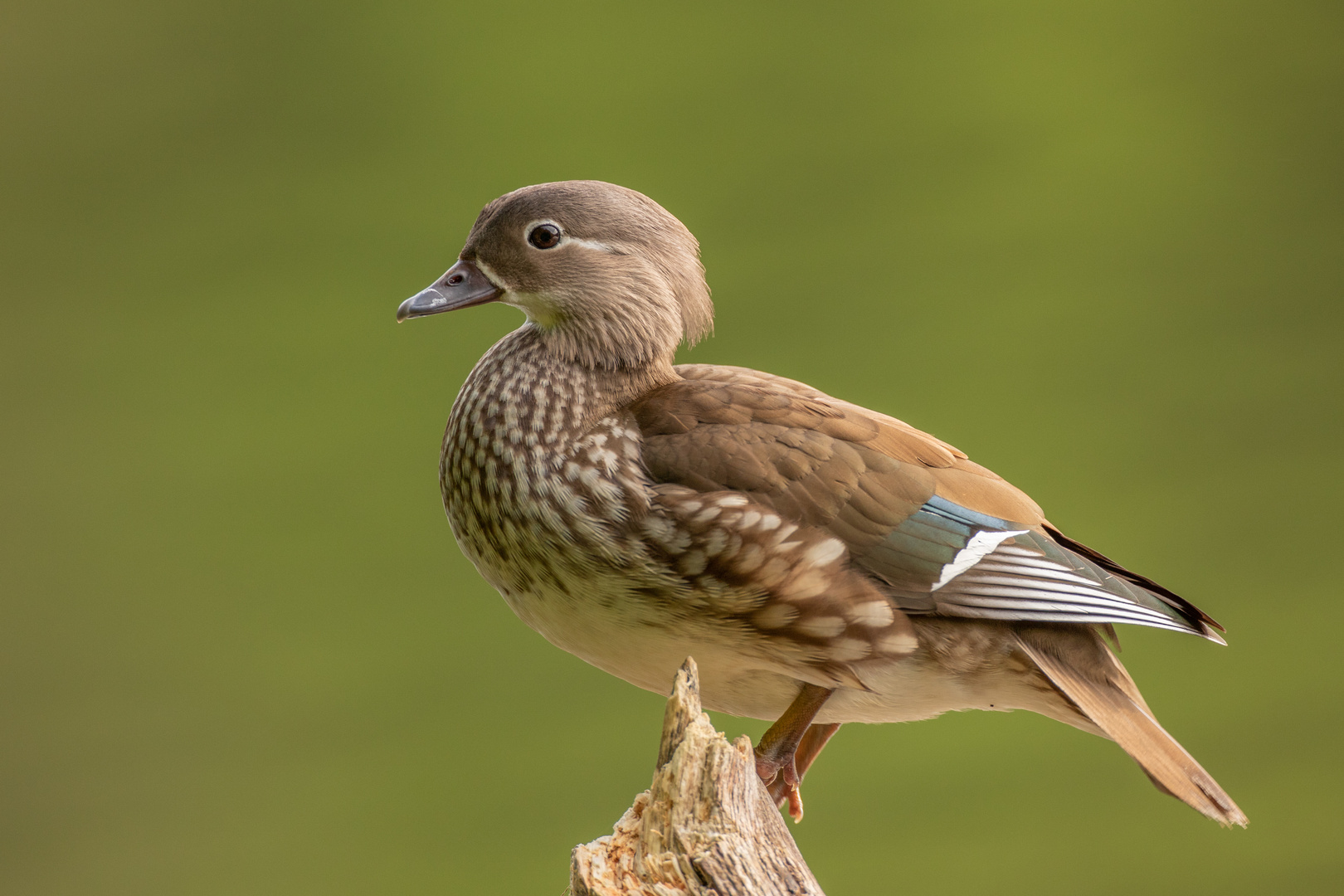 Mandarinente (Weibchen)