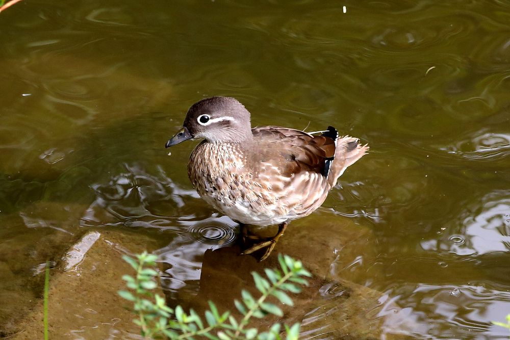 Mandarinente (Weibchen)