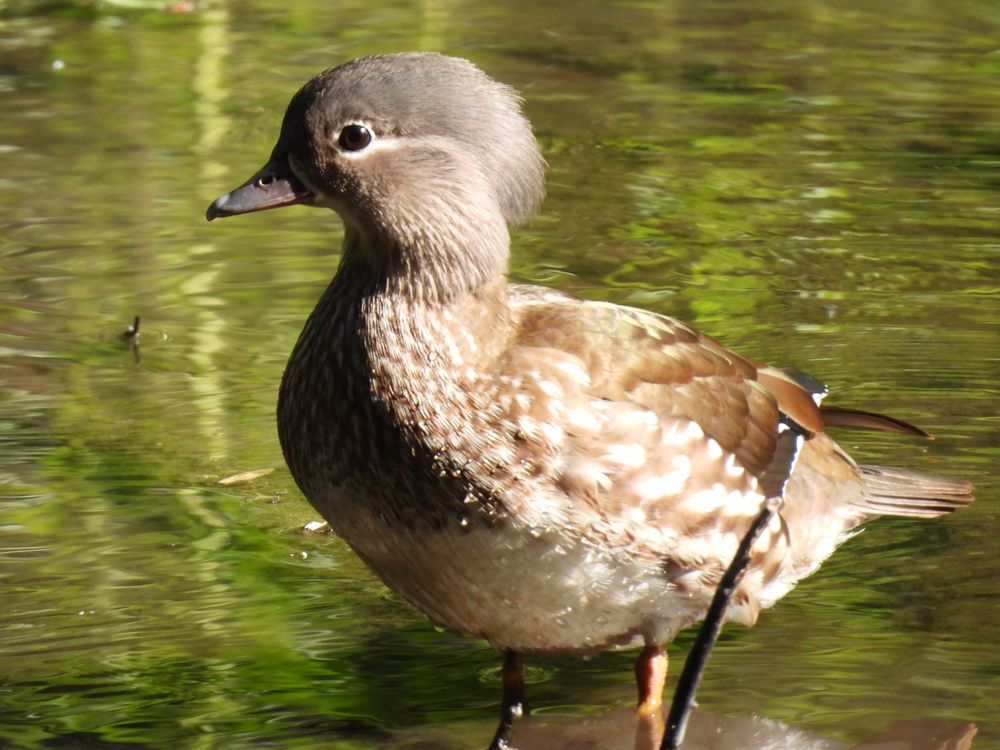 Mandarinente weiblich