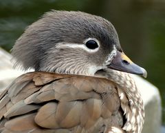 Mandarinente, weiblich