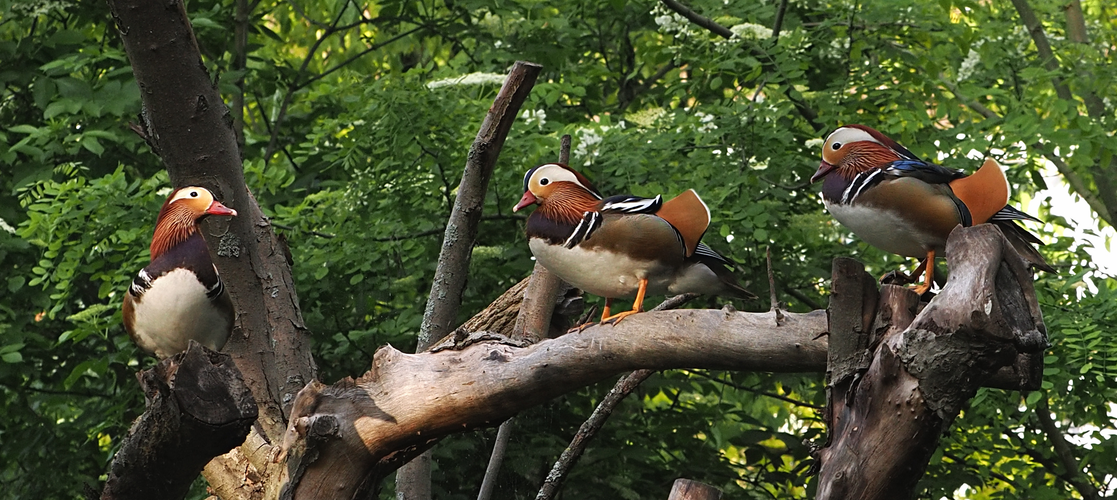 Mandarinenten...