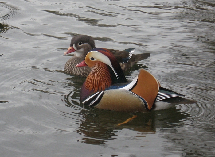 Mandarinenten