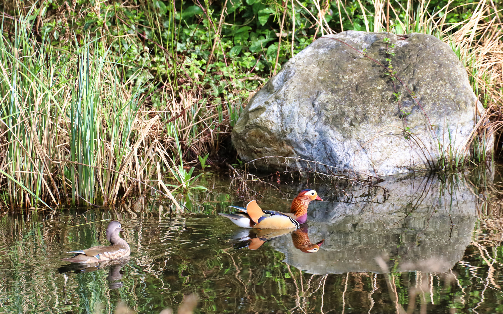 Mandarinenten