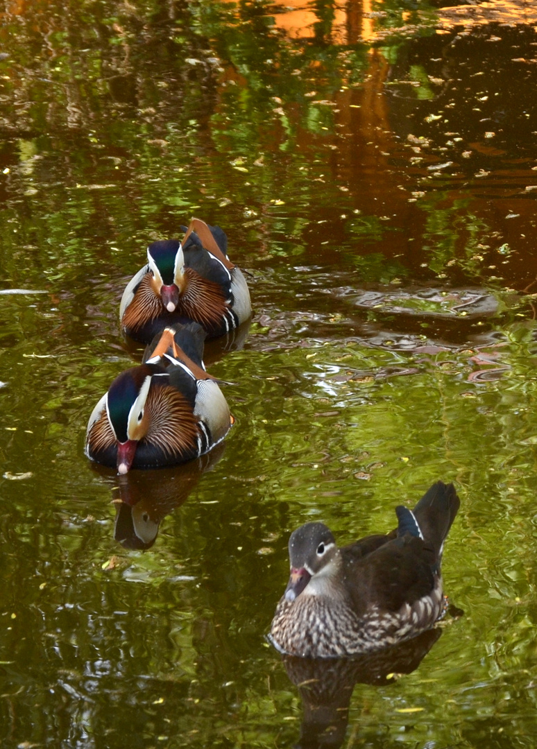 MANDARINENTEN