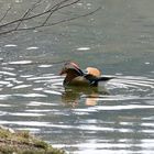 Mandarinenten Aix galericulata