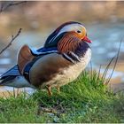 mandarinenten (aix galericulata) ....