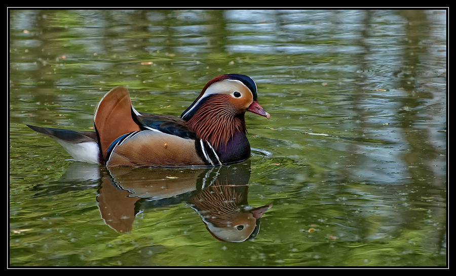 Mandarinenten (Aix galericulata)