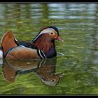 Mandarinenten (Aix galericulata)