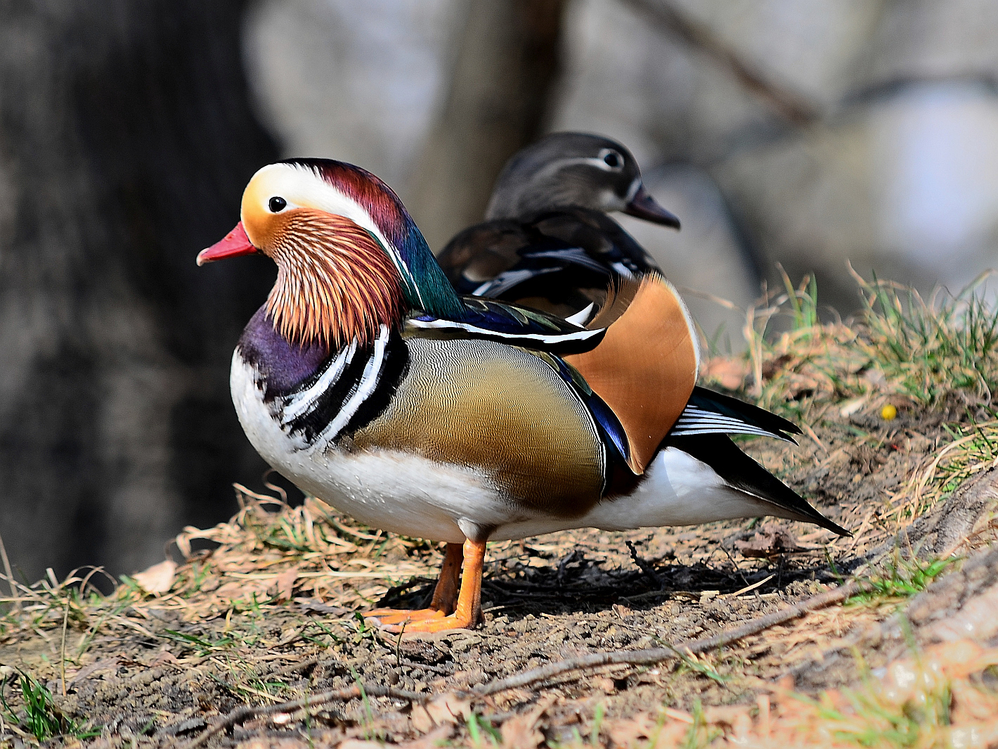 Mandarinenten, (Aix galericulata), mandarin duck, pato mandarín 