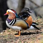 Mandarinenten, (Aix galericulata), mandarin duck, pato mandarín 