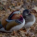  Mandarinenten (Aix galericulata), Paar