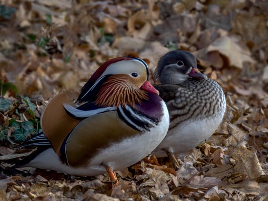  Mandarinenten (Aix galericulata), Paar