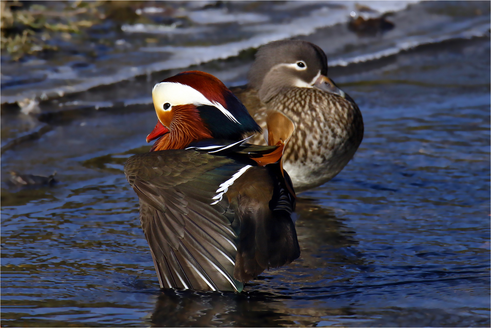 Mandarinenten am Eisrand - wildlife 