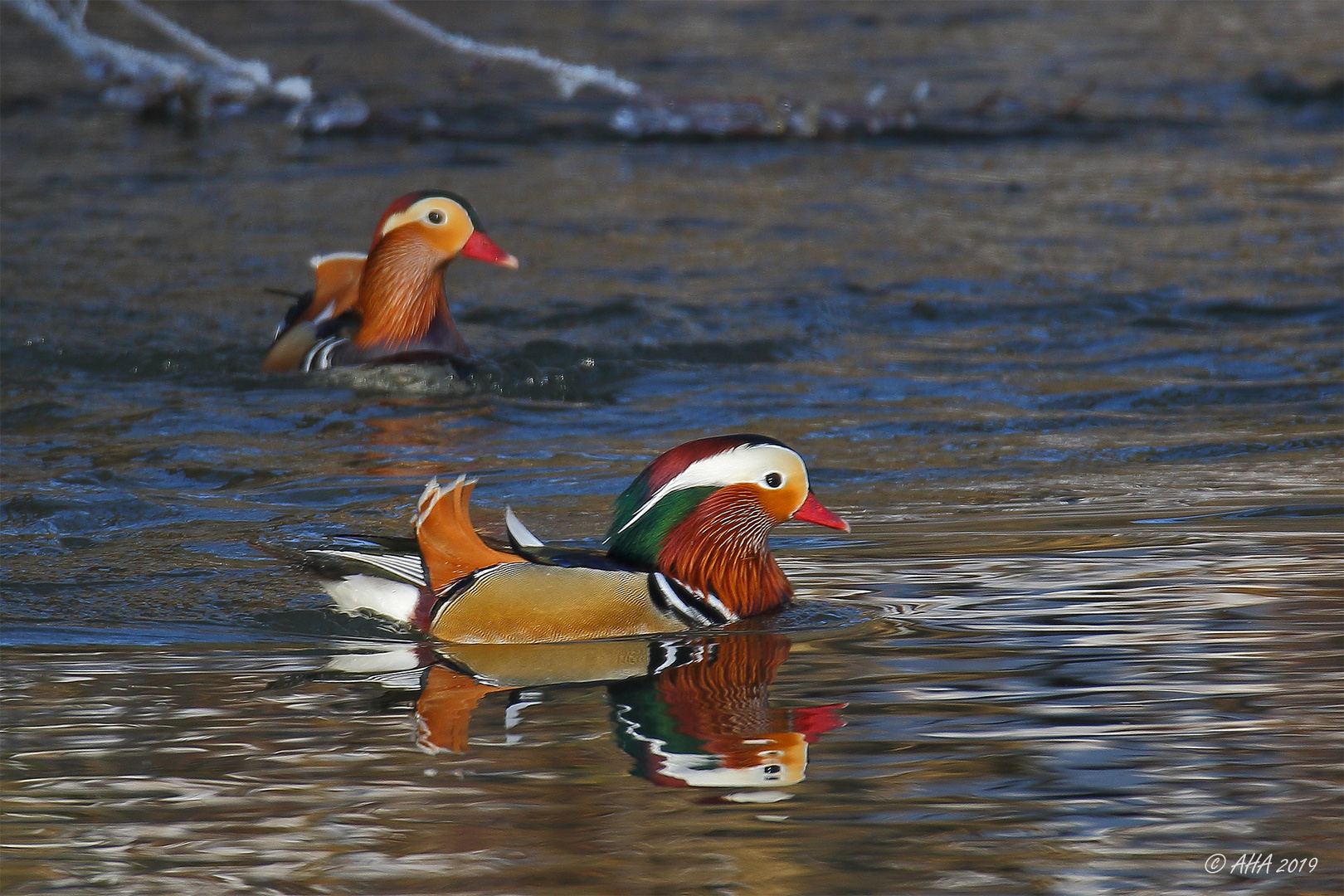 Mandarinenten auf der Weissen Elster