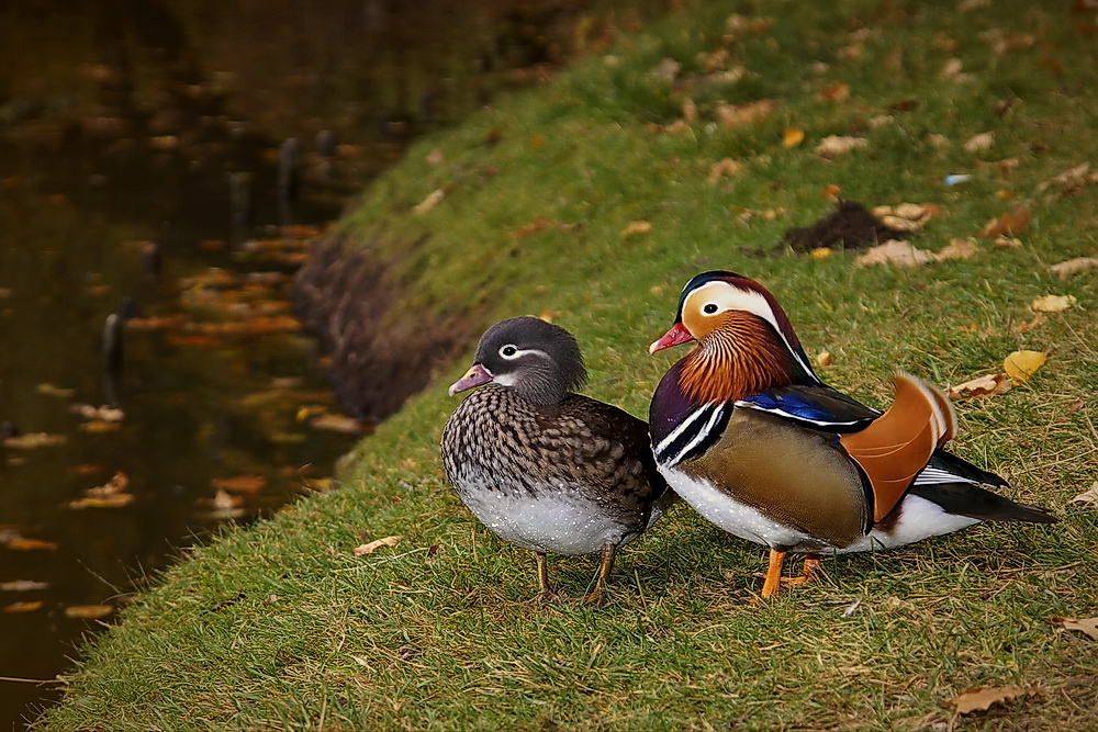 Mandarinenten