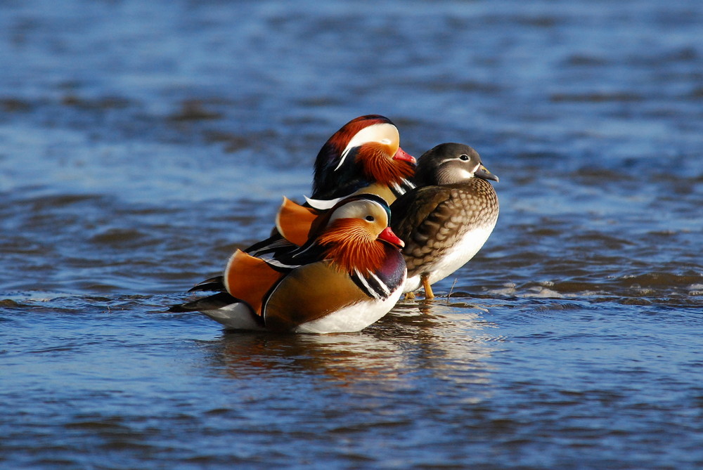 MANDARINENTEN