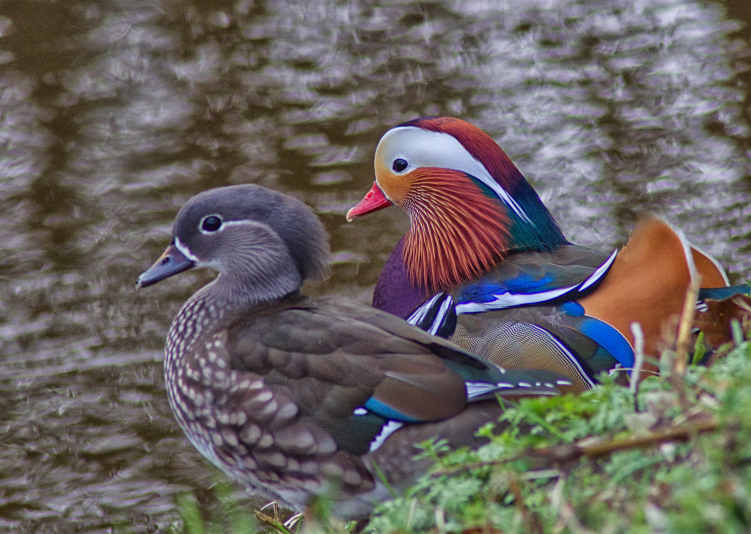 Mandarinenten