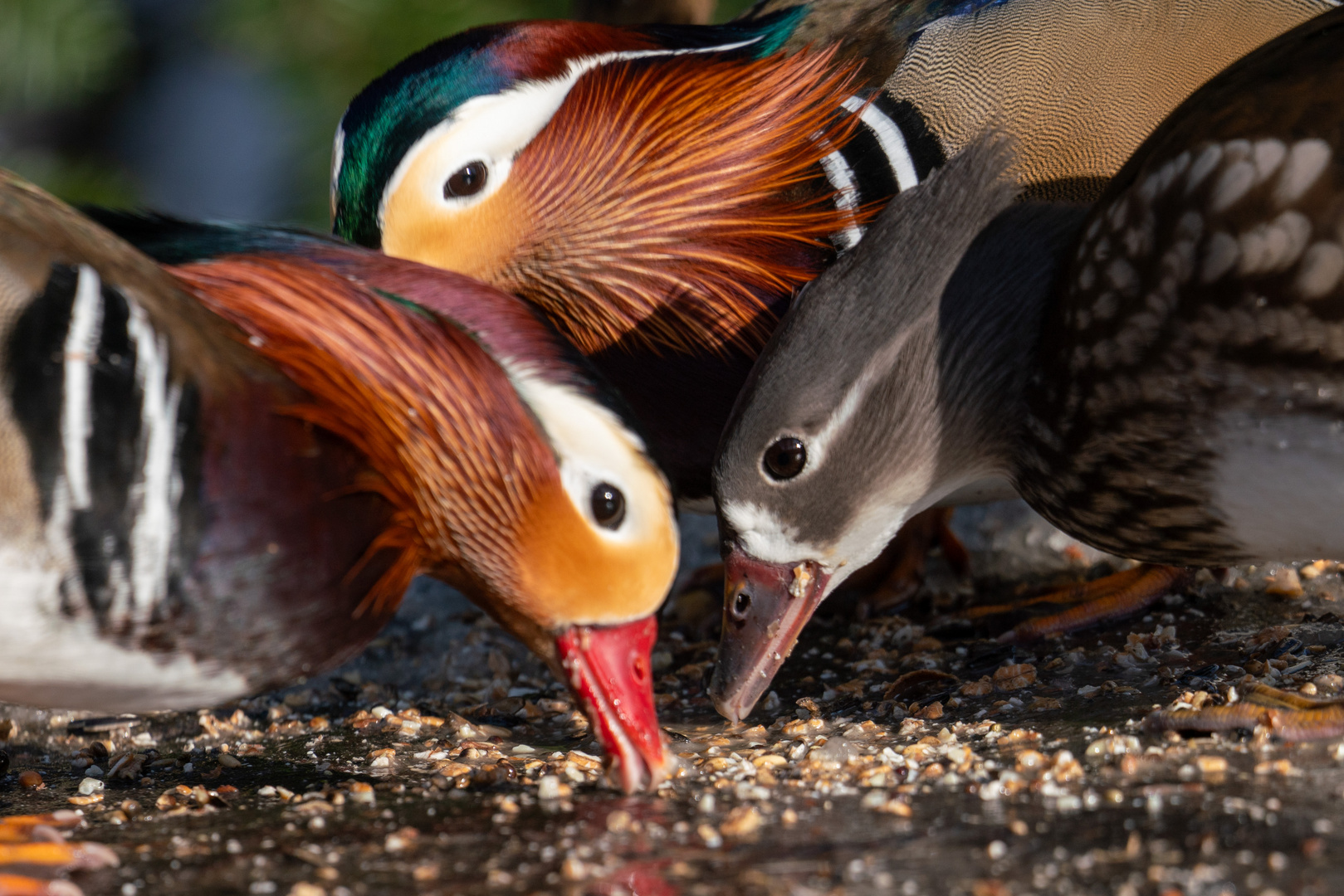 Mandarinenten beim Essen