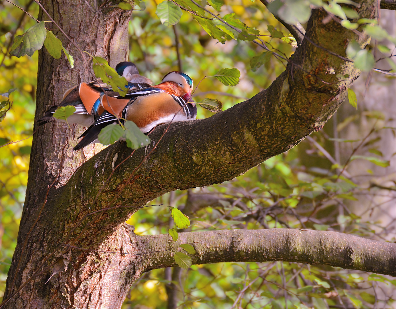 Mandarinenten beim Nickerchen auf einem Baum