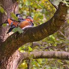 Mandarinenten beim Nickerchen auf einem Baum