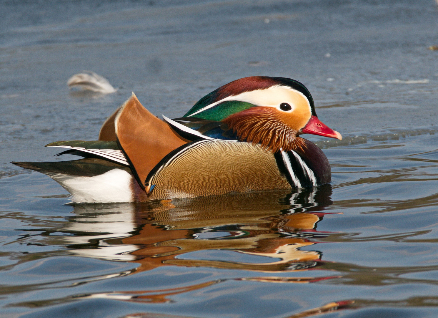   Mandarinenten  Erpel