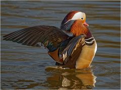 Mandarinenten - Erpel (Aix galericulata)