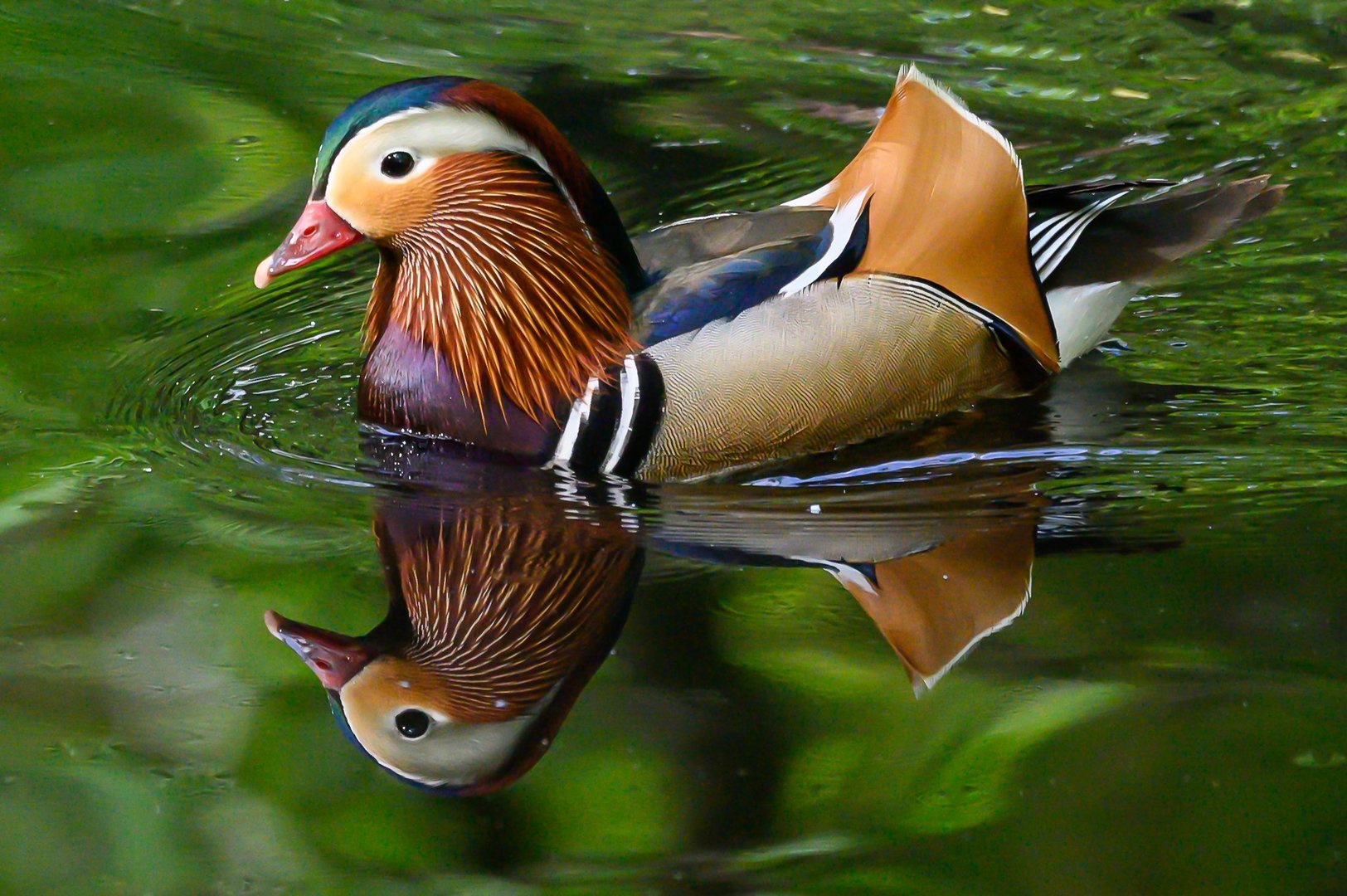 Mandarinenten Erpel  Aufgenommen im Biotop Wildpark Anholter Schweiz 