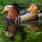 Mandarinenten Erpel  Aufgenommen im Biotop Wildpark Anholter Schweiz 