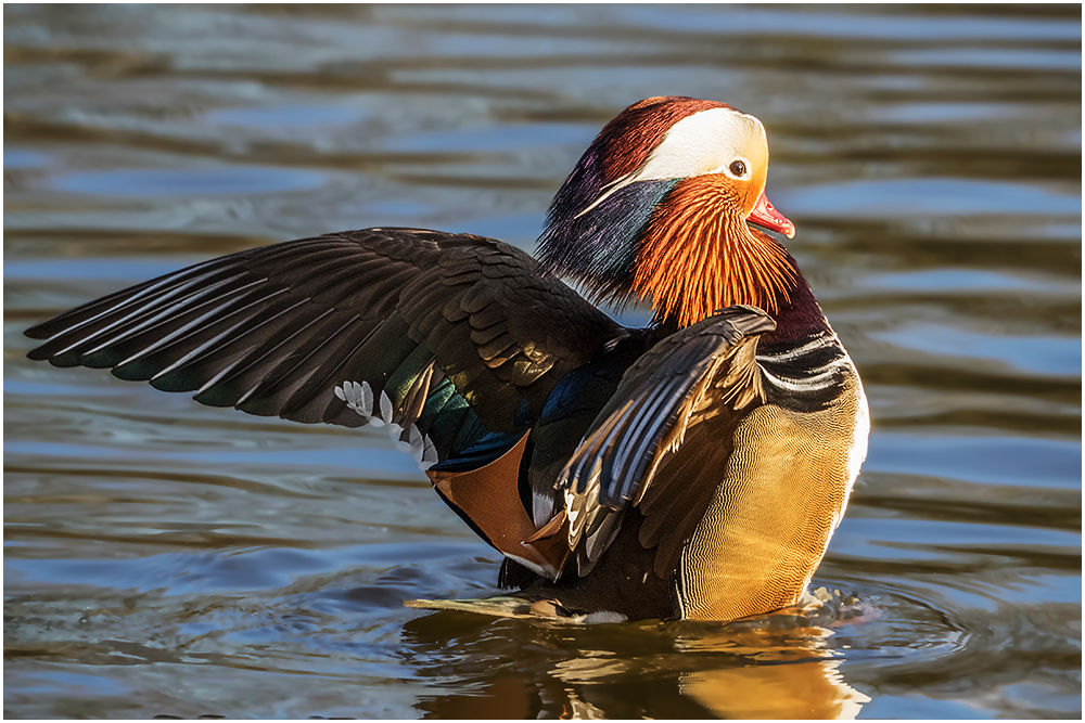 Mandarinenten Erpel