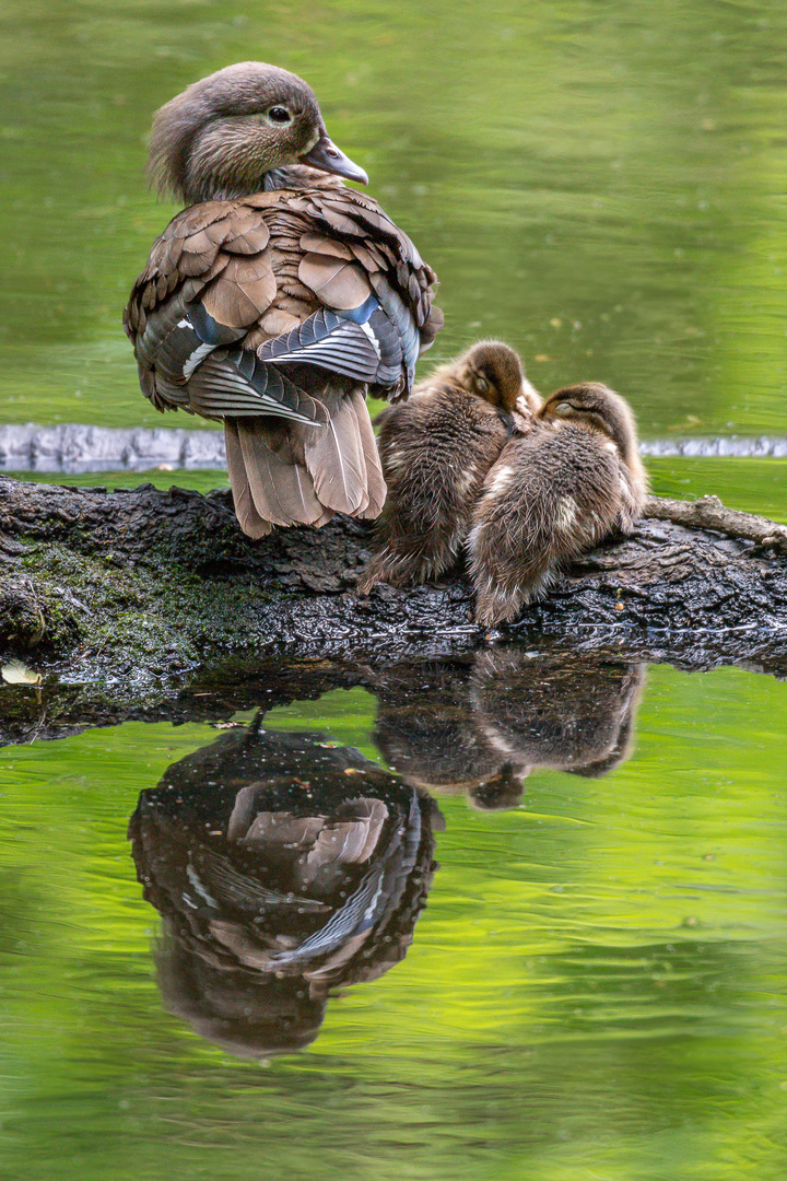 Mandarinenten-Familie