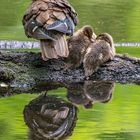 Mandarinenten-Familie