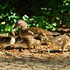 Mandarinenten- Familie