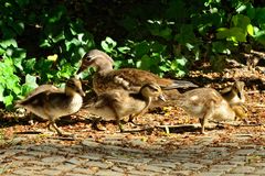 Mandarinenten- Familie