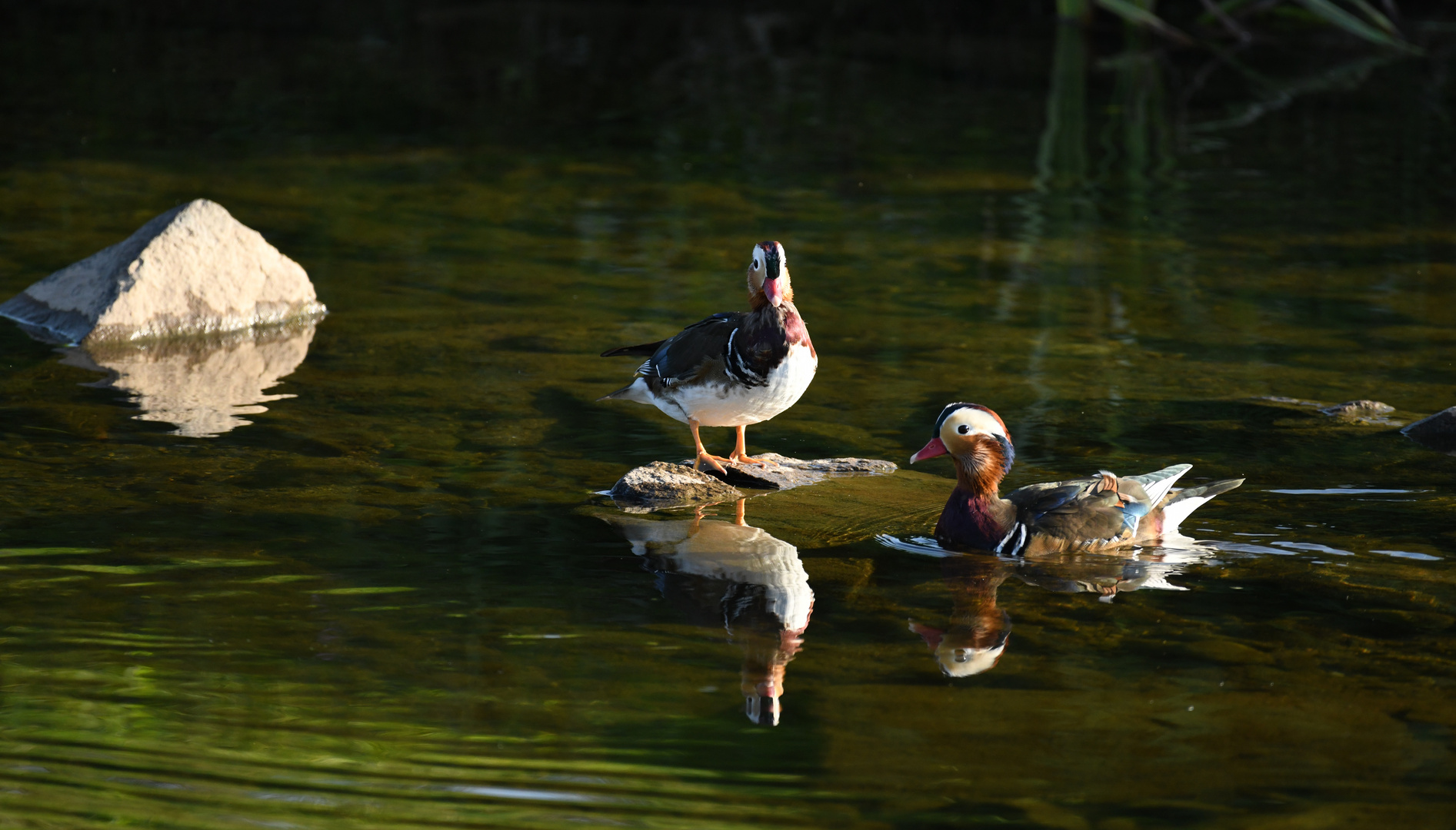 Mandarinenten in der Abendsonne