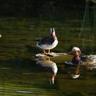 Mandarinenten in der Abendsonne