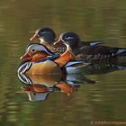 Mandarinenten in Formation