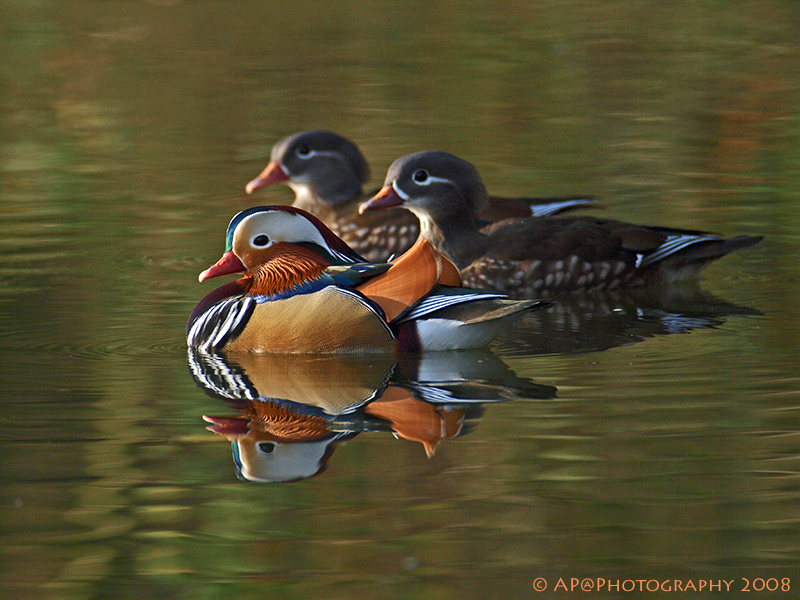 Mandarinenten in Formation