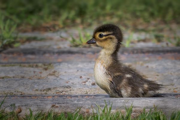  Mandarinenten-Küken