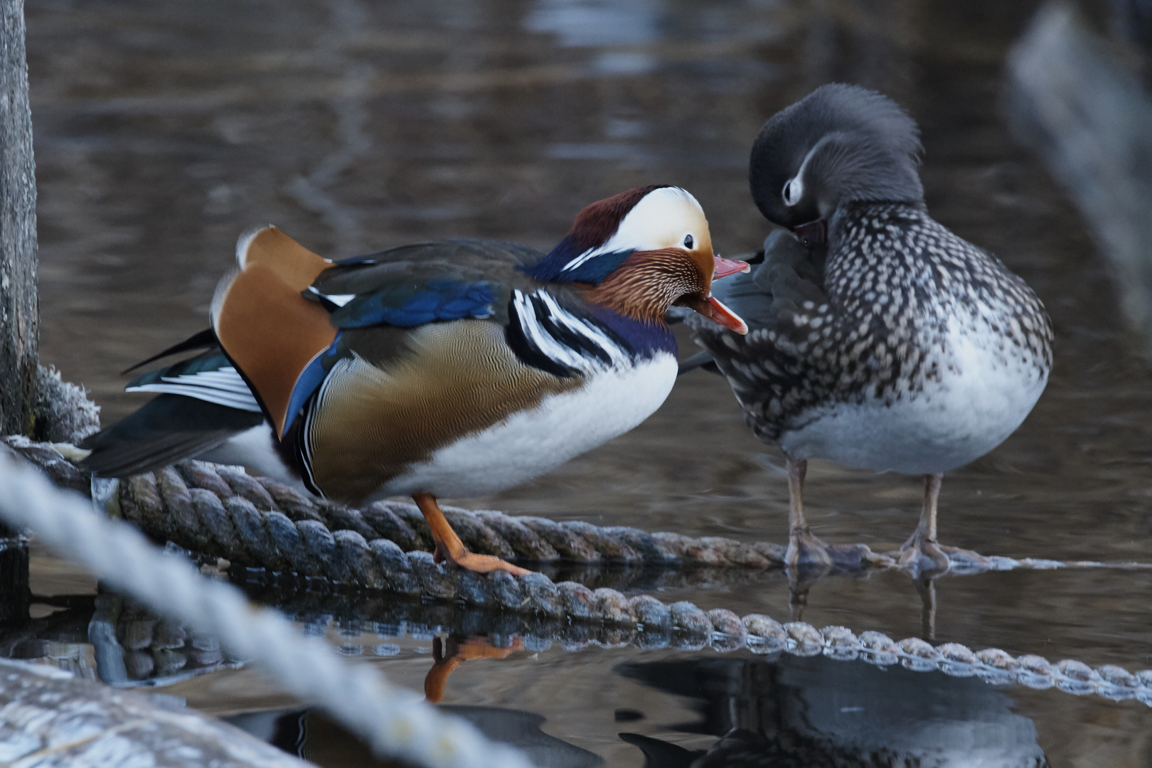 Mandarinenten Paar