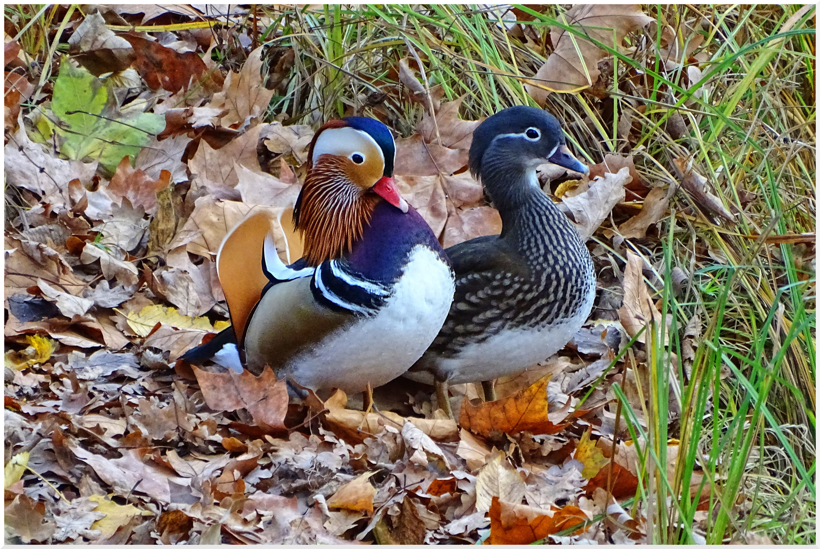 Mandarinenten-Paar