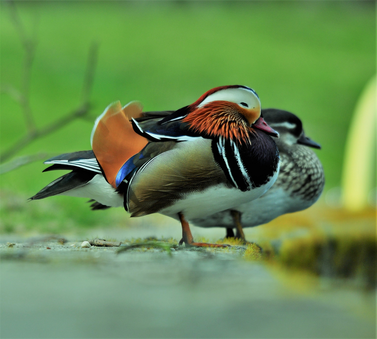 Mandarinenten Päärchen