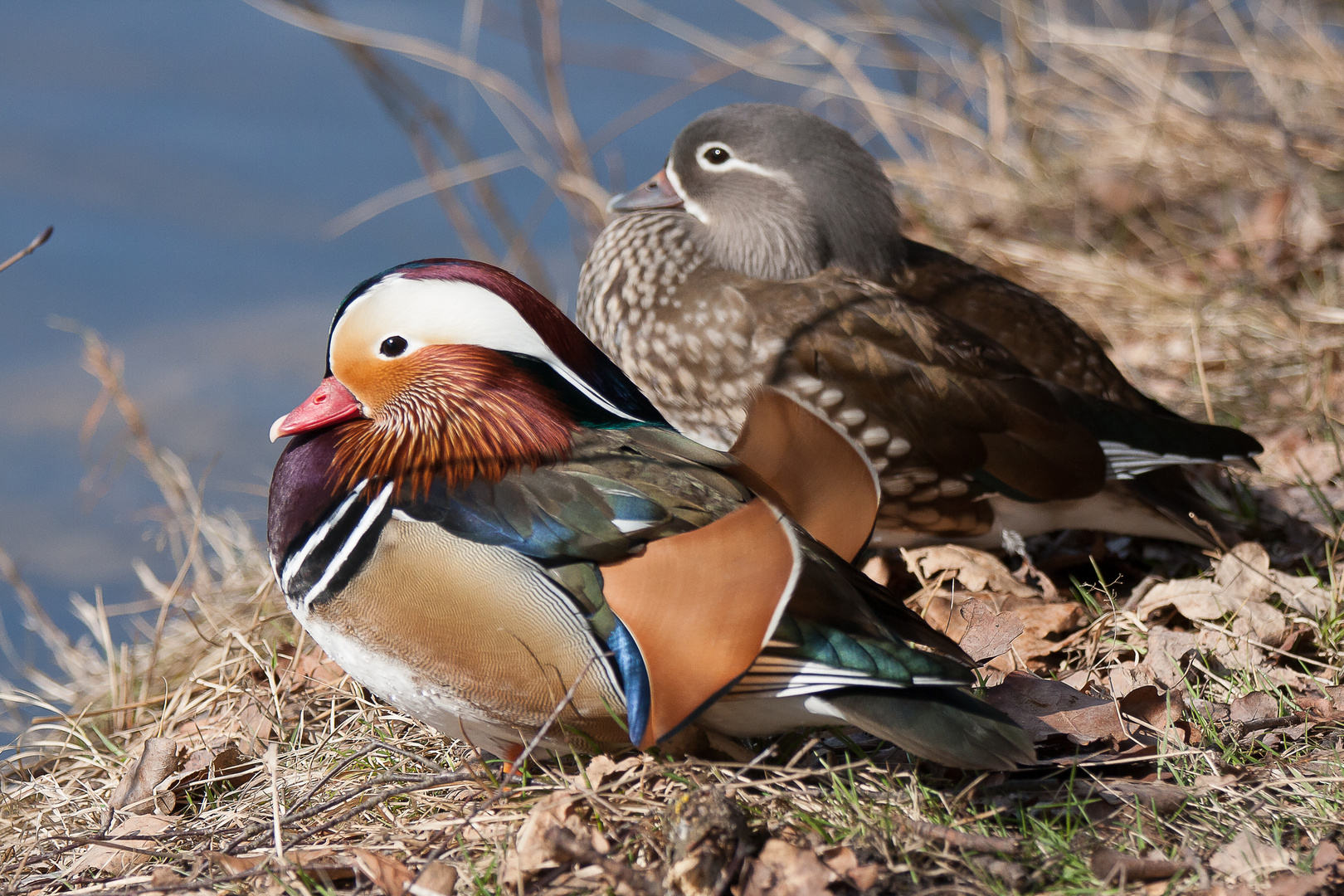 Mandarinenten Pärchen