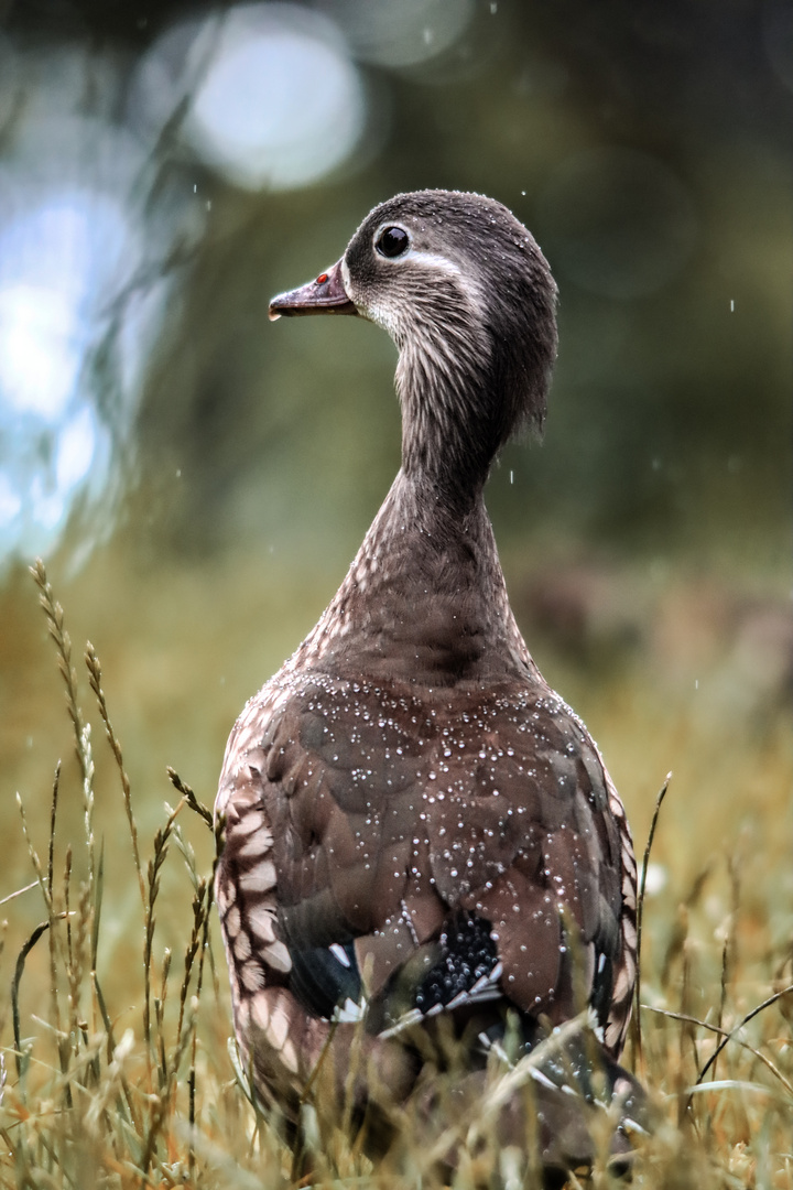  Mandarinenten Weibchen im Regen. 