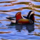 Mandarinentenerpel im Langwassersee