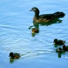 Mandarinentenmutter mit Jungen im Licht und im Schatten