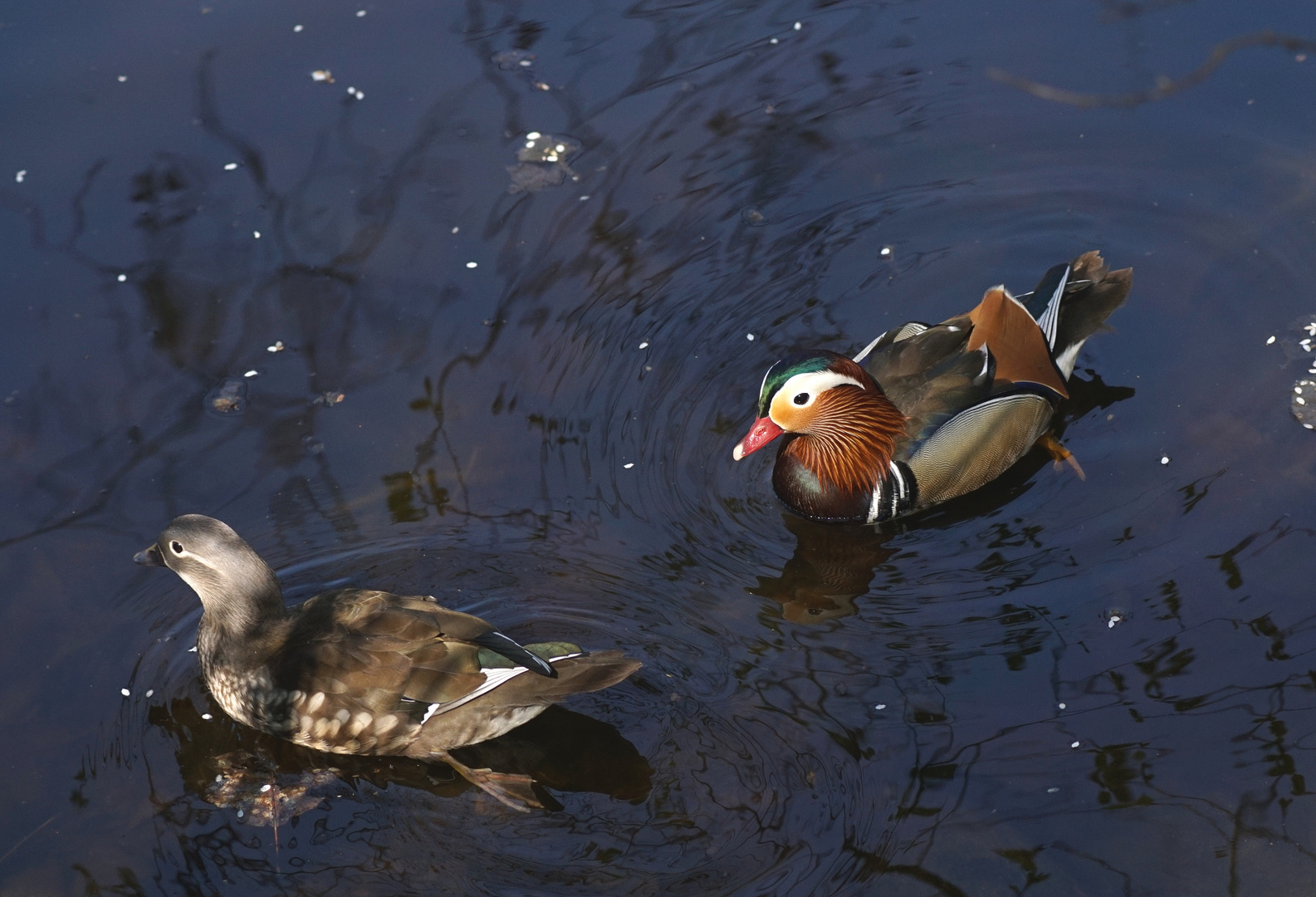 Mandarinentenpärchen 