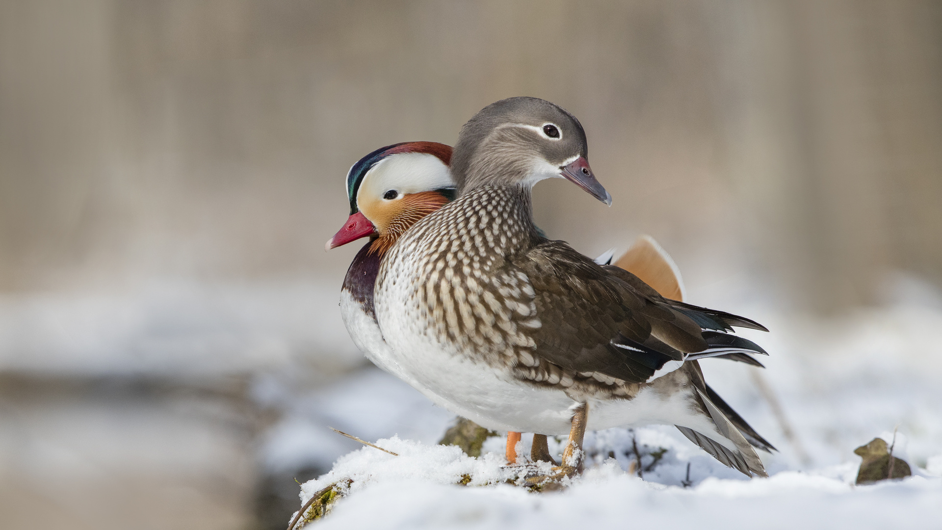 Mandarinentenpärchen im Schnee